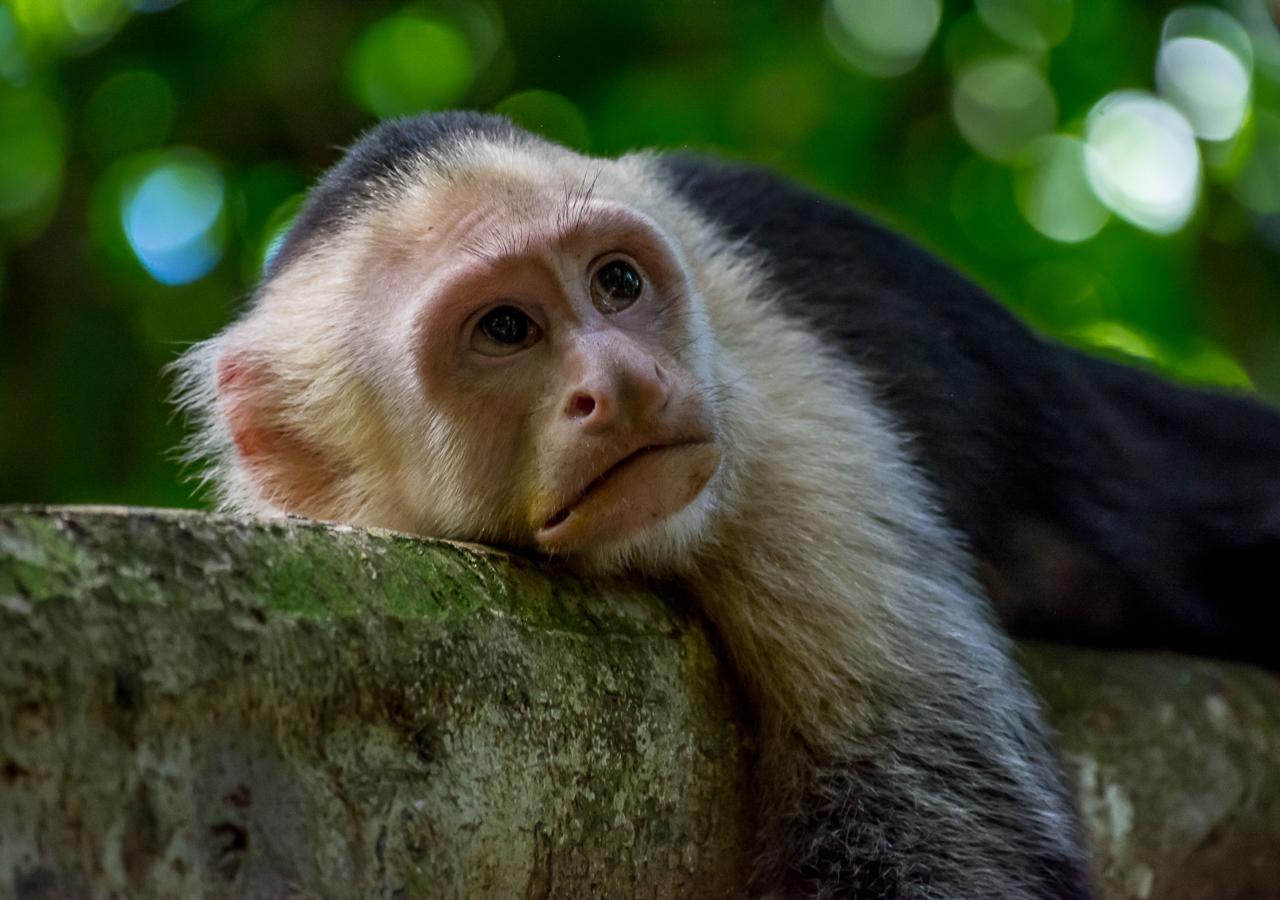 Hotel Manuel Antonio Luaran gambar