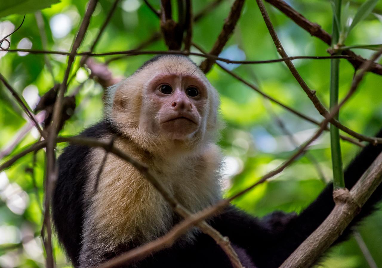 Hotel Manuel Antonio Luaran gambar
