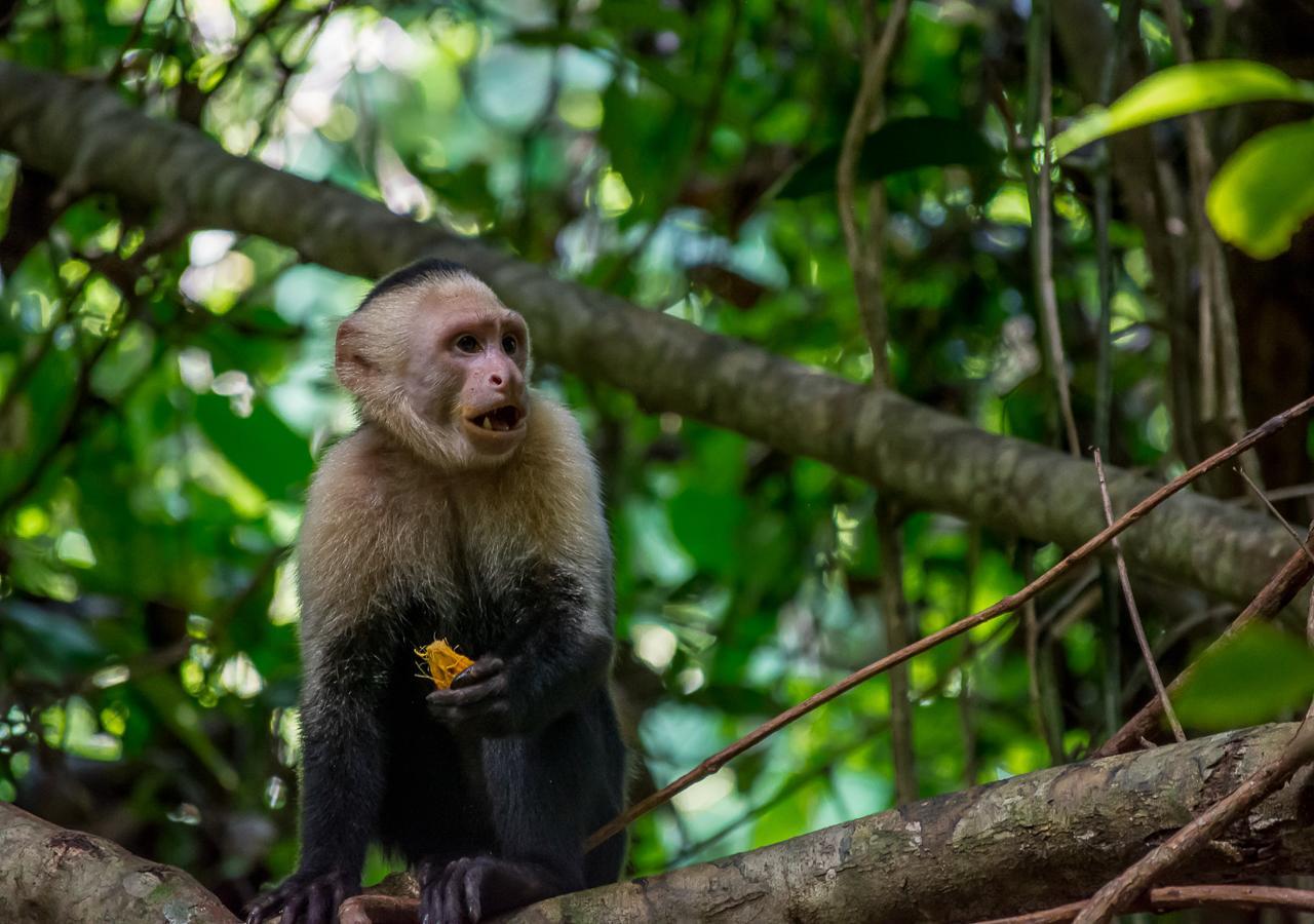 Hotel Manuel Antonio Luaran gambar